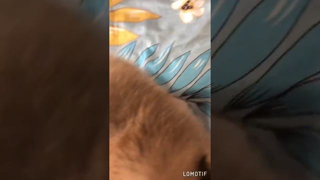 Щенок шпица продажа Нижний Новгород смотреть онлайн