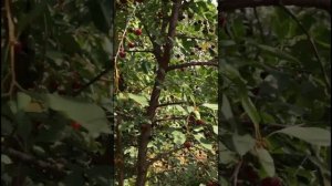 Вишня цветет, а ягод нет? Вишня Владимирская и опылитель для нее!