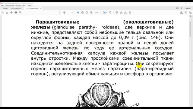 53 Паращитовидные железы смотреть онлайн
