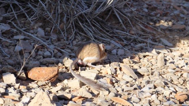 Meet the animal that can go its entire life without drinking water! смотреть онлайн