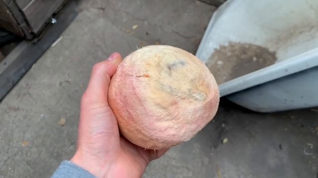 ПАРИЛКА ИЗ ПОДРУЧНЫХ СРЕДСТВ / STAS ASKET смотреть онлайн