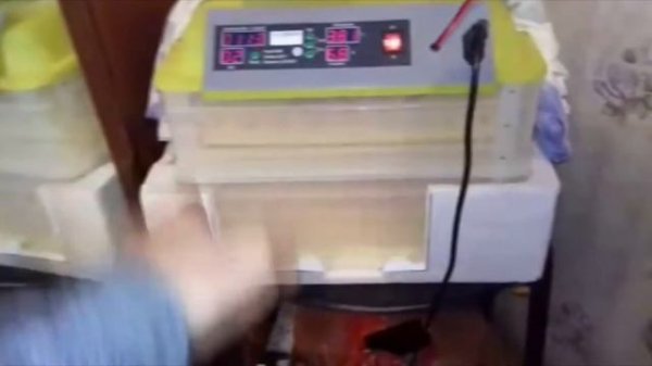 Китайский инкубатор  Вывод от А до Я