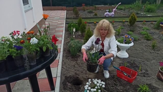 Как сажать иберис в клумбу