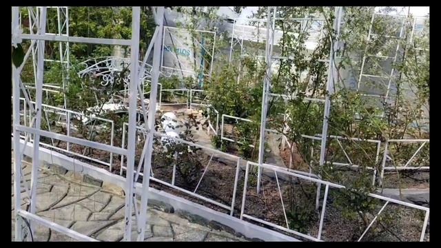 Подкормки роз для пышного и обильного цветения. смотреть онлайн