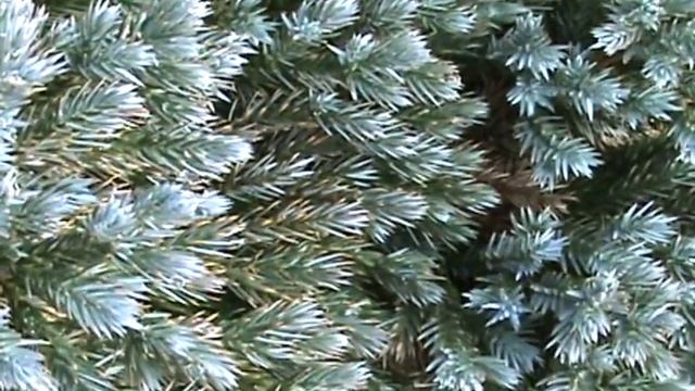 How to ID Juniperus squamata 'Blue Star' смотреть онлайн