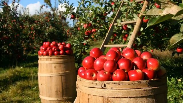 ПОДКОРМКА ЯБЛОНЬ ДЛЯ ХОРОШЕГО УРОЖАЯ