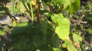 Септориоз -  коварный грибок на черной смородине.  Методы борьбы.