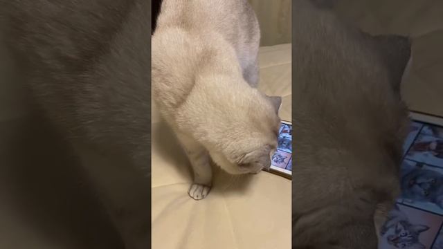 Реакция кота на звуки других кошек смотреть онлайн