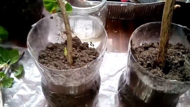 Высадка смородины, йошты и винограда в землю. смотреть онлайн