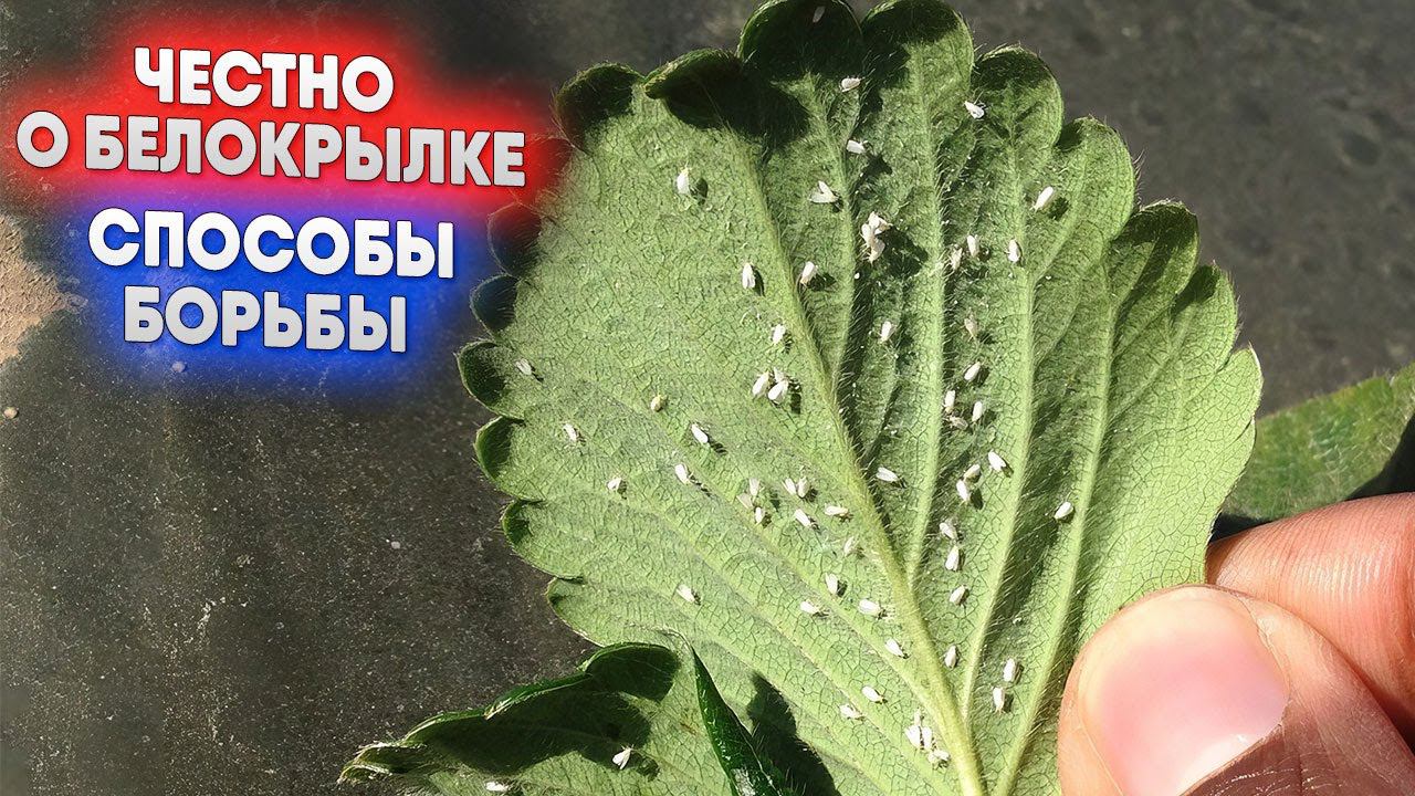 Честно о белокрылке   способы борьбы