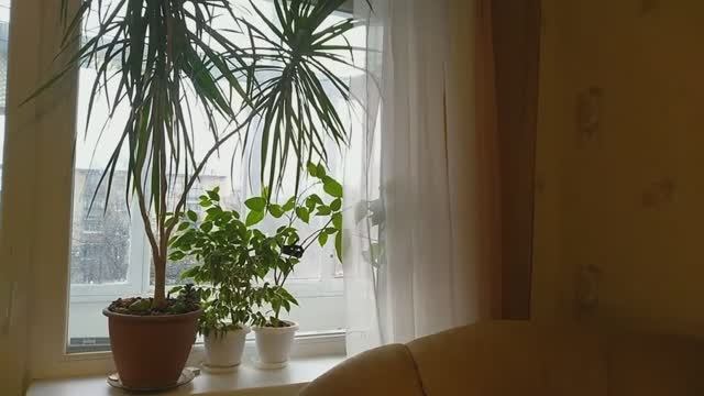 мои комнатные растения, ДРАЦЕНА ХОЧЕТ СБЕЖАТЬ ИЗ ГОРШКА смотреть онлайн