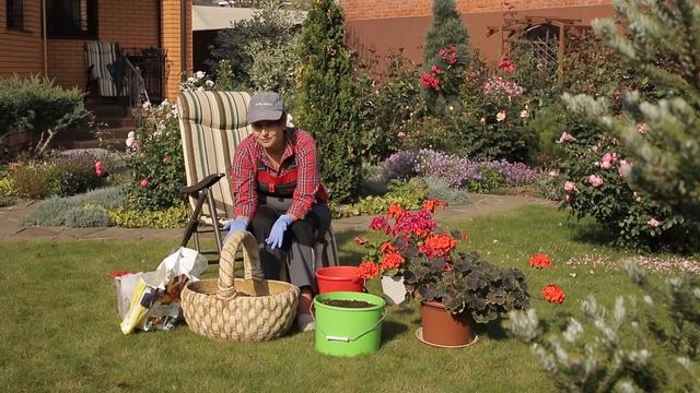 Посадка в кашпо I Пеларгонии I Сад Людмилы Кудасовой