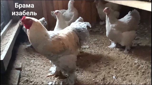 Мои брамы смотреть онлайн