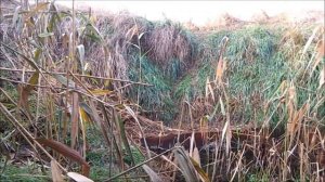 Самообеспечение 7. Беззерновые животные.