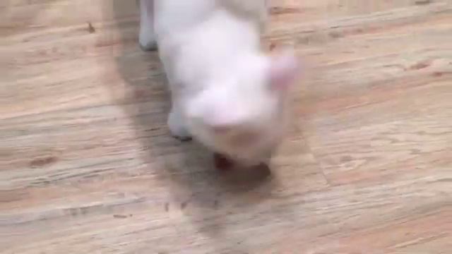 Спасение умирающего котенка. История пушистой жизни #Спасениекотенка #Творидобро #Белыйкот