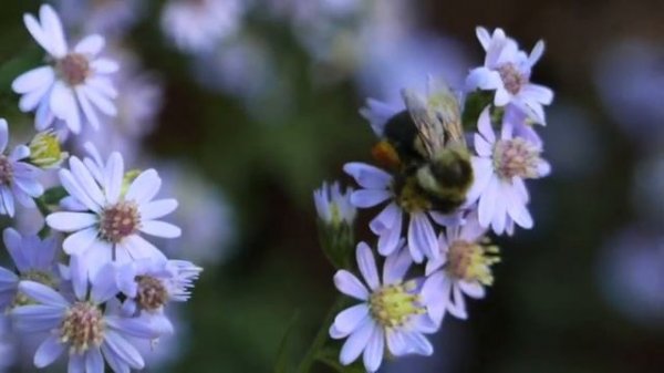 Symphyotrichum cordifolium with Pollinators