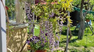 Цветение глицинии японской в Московской области