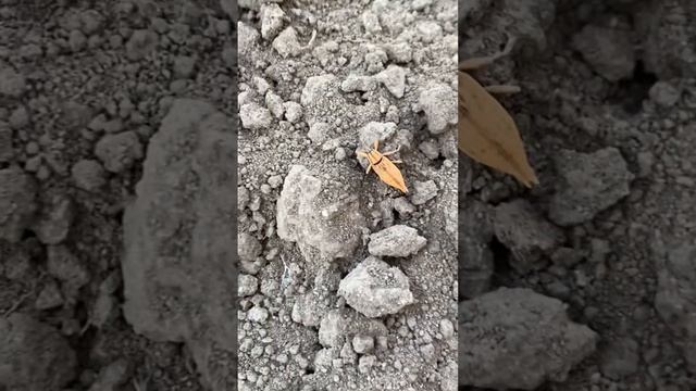 ЧТО ЭТО??ЧТО- ТО НЕИЗВЕСТНОЕ ПОЯВИЛОСЬ В НАШЕМ РАЙОНЧИКЕ/? смотреть онлайн