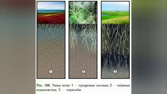 Краткий пересказ 49 параграф география Алексеев Николина 5-6 класс. Почвы смотреть онлайн