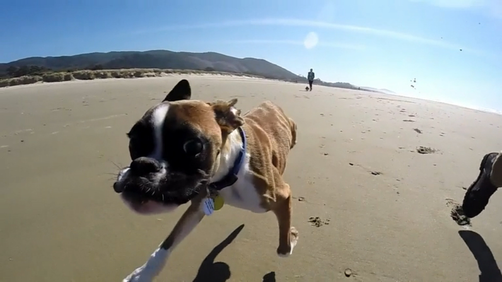 Собака научилась бегать на двух ногах смотреть онлайн