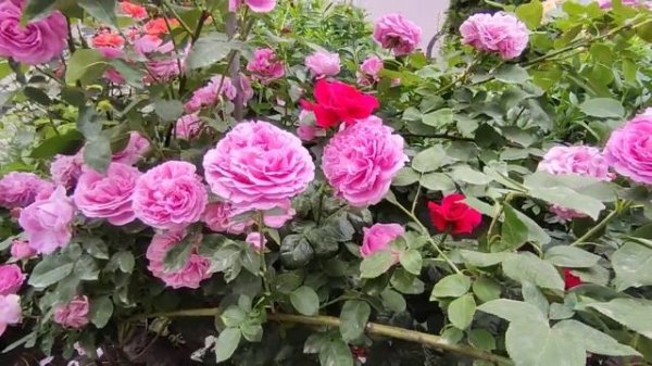 Цветение роз 2021?Роза » Поль Нерон » Paul Neyron (Paul Neron)  Levret Франция, 1869