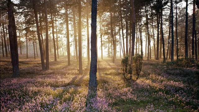 Marascia - The Mood [Original Mix] смотреть онлайн