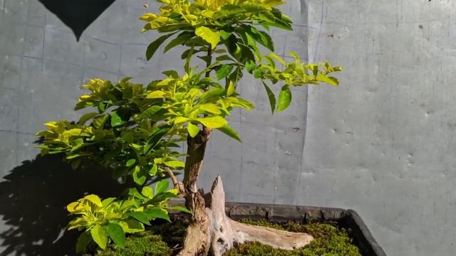 Bonsai Time-Lapse | Duranta erecta Bonsai One Year Progress | Yamadori | 2020 смотреть онлайн