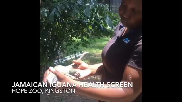 Jamaican iguana health screen смотреть онлайн