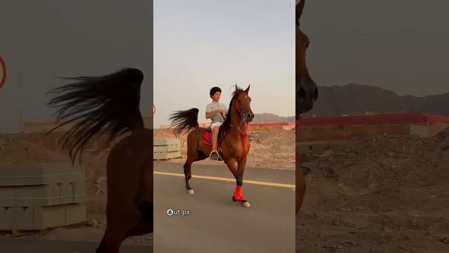 Арабская порода лошадей. #foryou #equestrian #equine #horses #лошади #рекомендации #horseriding #re смотреть онлайн