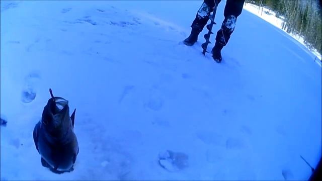 Ленинградская обл. рыбалка Глухое озеро в Карелии, окуни чёрные горбачи. смотреть онлайн