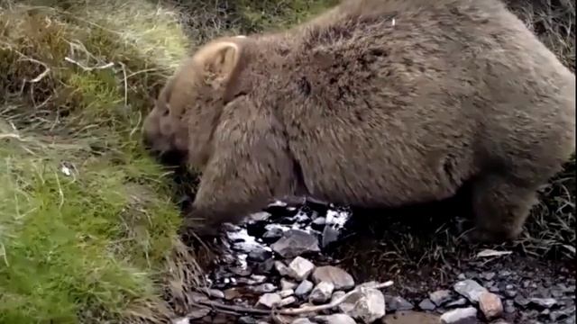 исследовательская работа "Удивительное животное вомбат!" смотреть онлайн