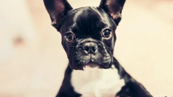 Караоке  Бурито-Мама