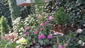 САМЫЕ КРАСИВЫЕ ГОРТЕНЗИИ  в моем саду! 2022.