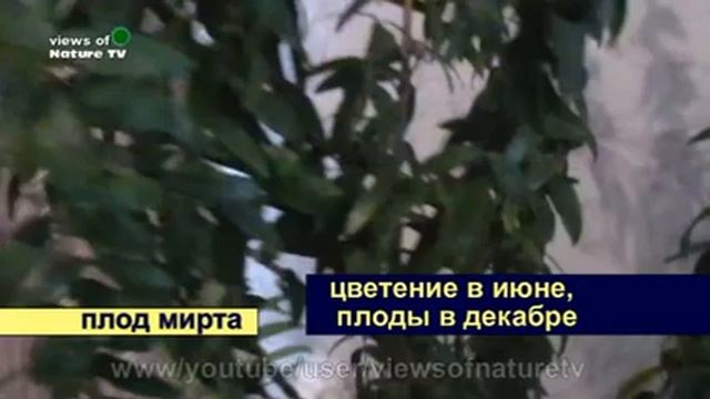 плоды мирта - комнатные растения - myrtle fruits смотреть онлайн