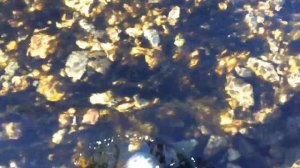 Ручейник как найти .