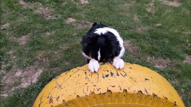 Трюковая дрессировка. Австралийская овчарка. Аусси. Венеция)) смотреть онлайн