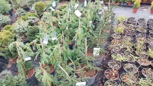 Купила редкий сорт Ели. Обзор из питомника. смотреть онлайн