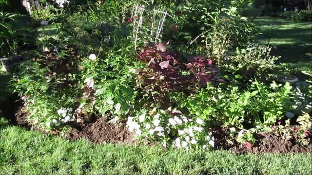 Urban Cottage Gardening Tour | Growing Herb Purple Perilla a pretty plant! Catherine's Garden смотреть онлайн