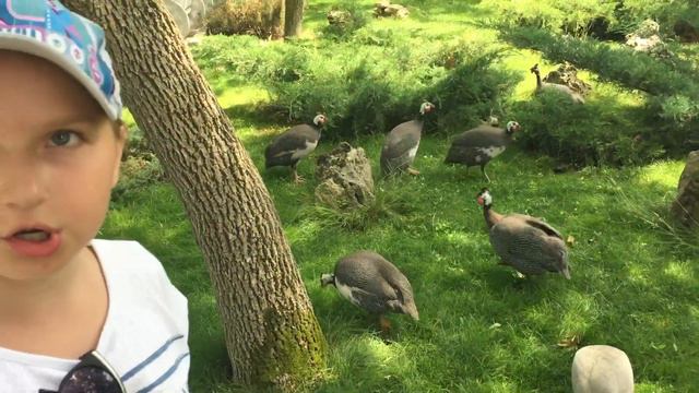 Крым, зоопарк, 2018 смотреть онлайн