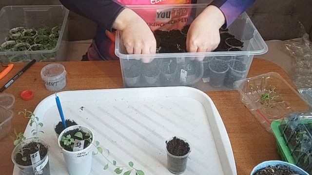 Калибрахоа. Черенкование после зимовки. смотреть онлайн