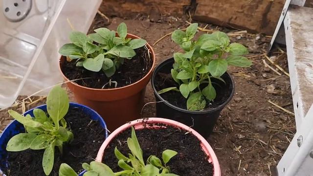 тюльпаны , котлетки , тушканчик и муравьи смотреть онлайн