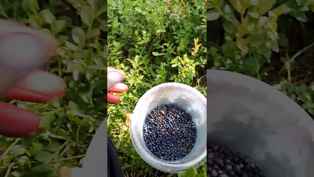 Как я собираю чернику смотреть онлайн