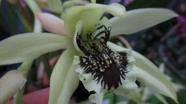 ORQUIDEA COELOGYNE PANDURATA E SUA BELEZA EXÓTICA !!! смотреть онлайн