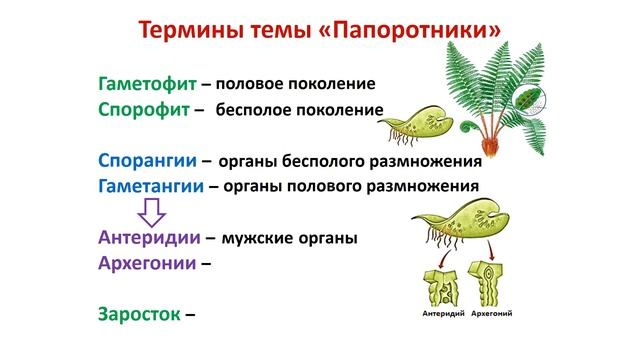 Биология 8 класс. Тема урока: "Размножение мхов и папоротников". смотреть онлайн