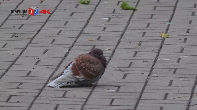 Осень в Мариуполе 4К смотреть онлайн