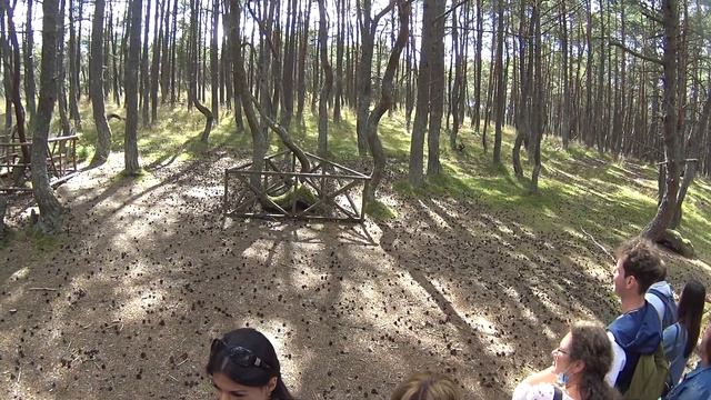 "Танцующий лес" на Куршской косе. смотреть онлайн