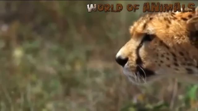 Подборка лучших моментов из жизни дикой природы [Разное] смотреть онлайн