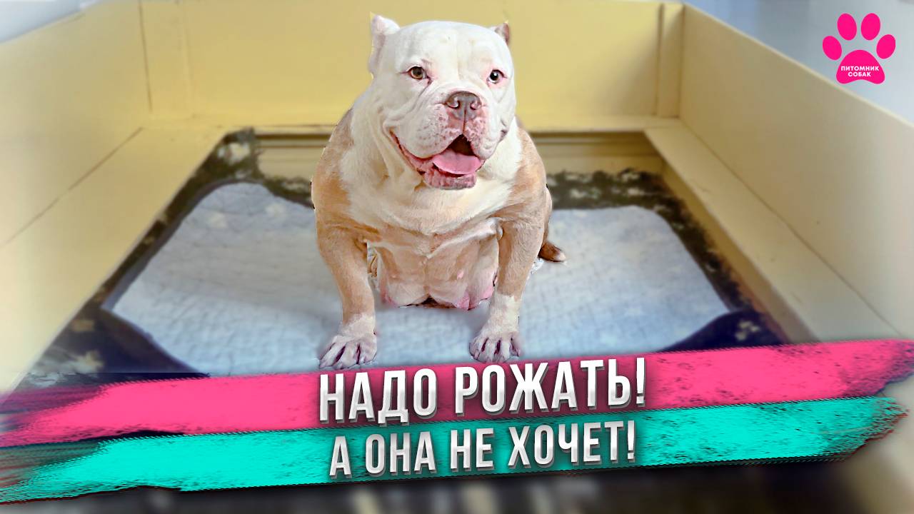 Собаке пора рожать, а роды не начинаются! смотреть онлайн