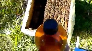 Как применять Пробиокс методом проливания