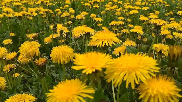 Крупный план: поляна одуванчиков/Close-up: a meadow of dandelions смотреть онлайн